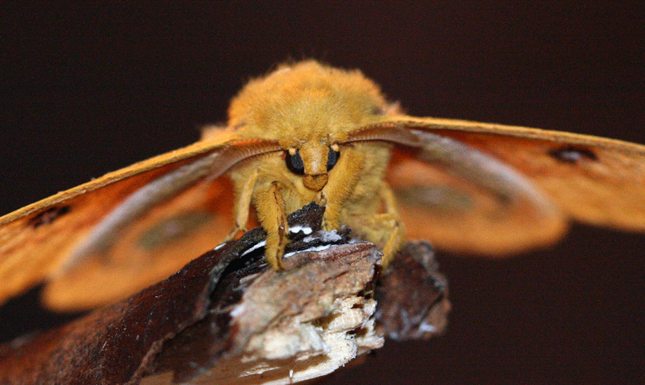 10.Io-moth_3901