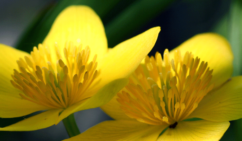 11.Marsh-Marigolds_3171